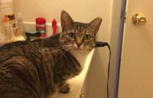 This Cute Kitty Is Purrpetually Hungry, Or So She Says