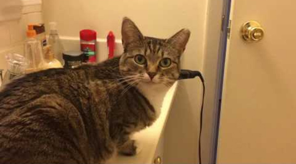 This Cute Kitty Is Purrpetually Hungry, Or So She Says