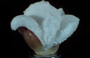 You’ve Got To See Popcorn Popping In Slow Motion
