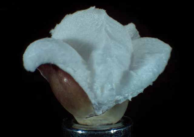 You’ve Got To See Popcorn Popping In Slow Motion