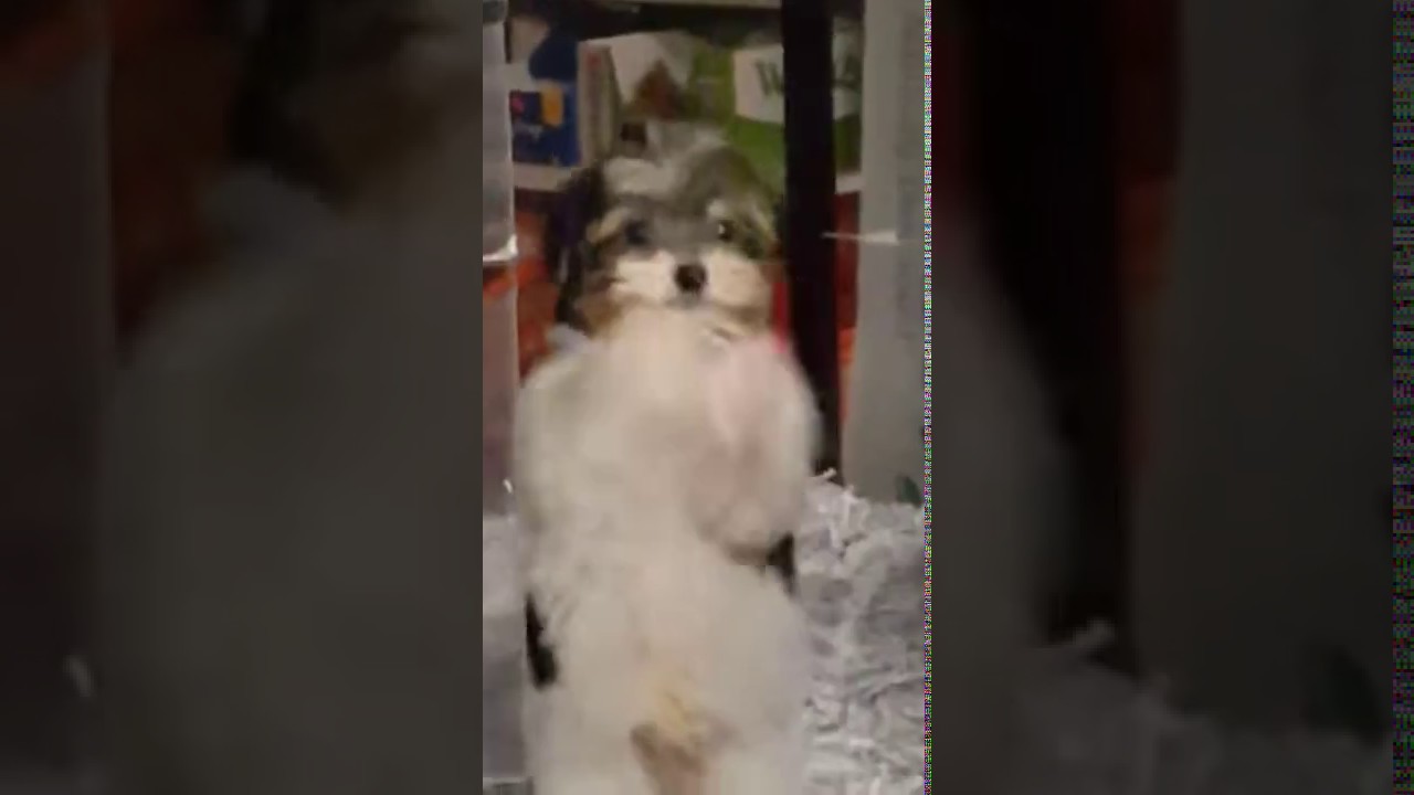 This Puppy’s Happy Dance Is The Best Thing You’ll See Today