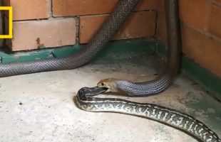 Here’s Some Terrifying Footage Of One Snake Eating Another Snake