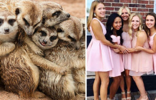 We Can No Longer Ignore That Sorority Girls Pose Like Meerkats