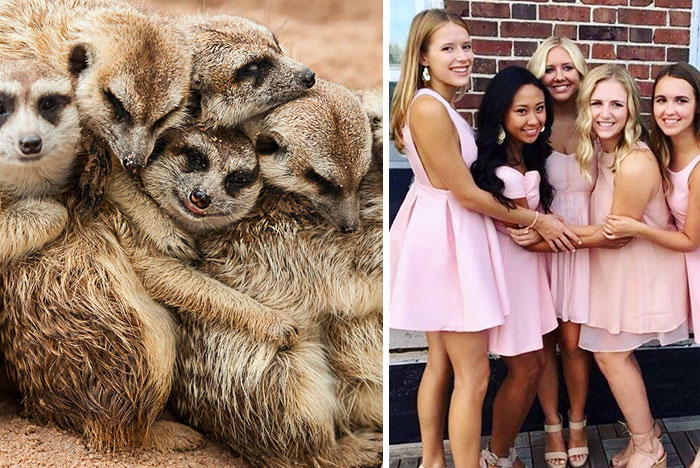 We Can No Longer Ignore That Sorority Girls Pose Like Meerkats sorority-girls-pose-like-meerkats-1