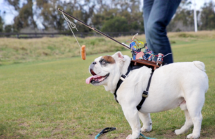 A Man Attempts To Biohack A Dog With Wieners & Technology