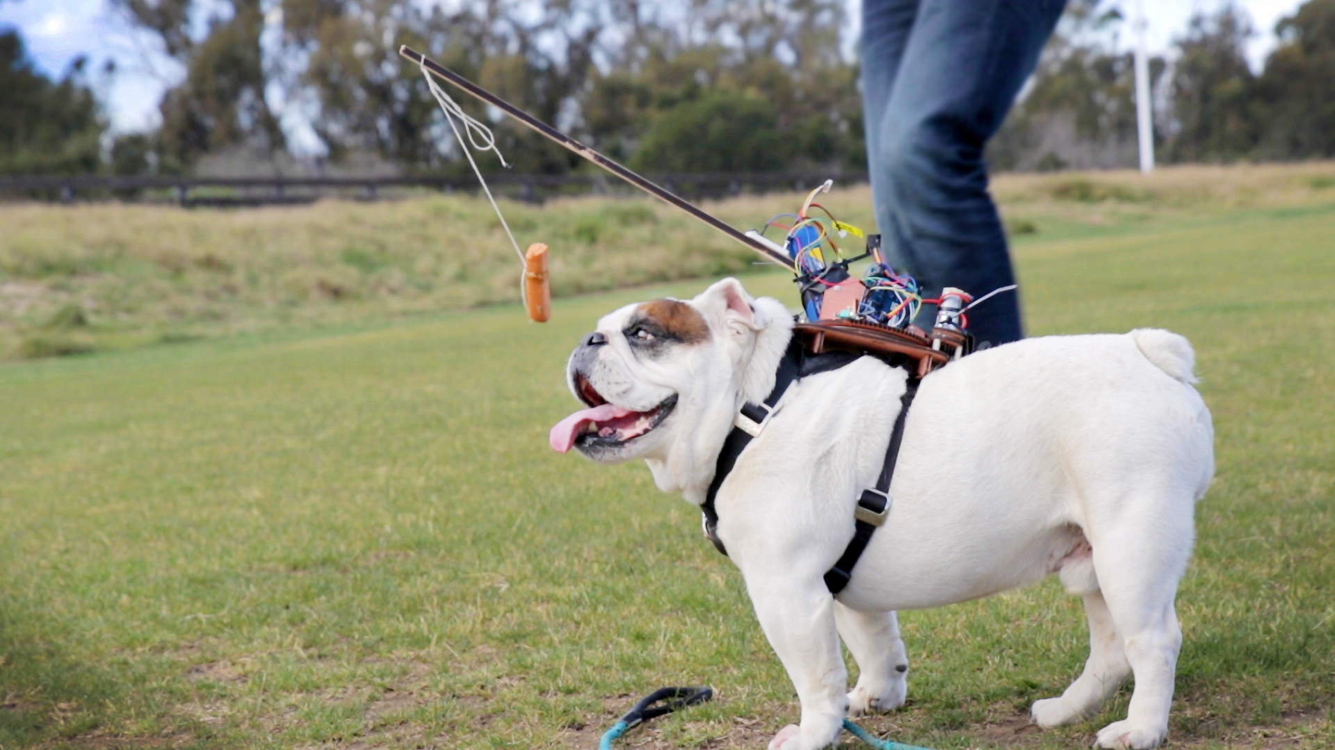 A Man Attempts To Biohack A Dog With Wieners & Technology