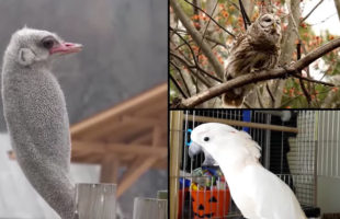 Birdstep Is Basically Just Like Dubstep, Except With Birds