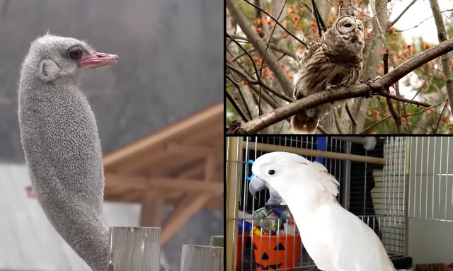 Birdstep Is Basically Just Like Dubstep, Except With Birds