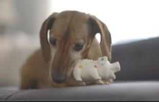 This Little Dog Is So Happy To Have His Squeaky Toy Back