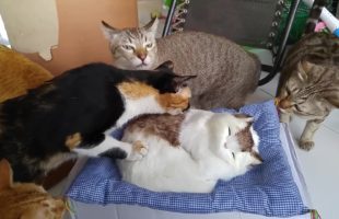 Watch These Curious Kittens Scope Out A Fake Cat Pillow