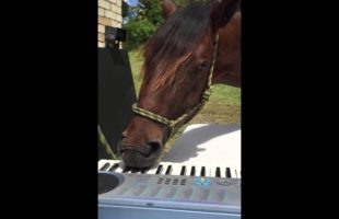 Just A Horse Playing Piano With His Lips, NBD
