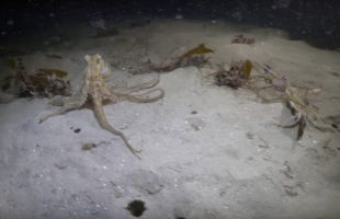An Octopus And A Crab Go Head To Head… Who Will Win?!