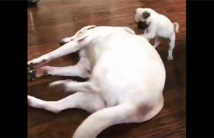 A Puppy Scratching A Dog’s Back Is Too Cute To Handle