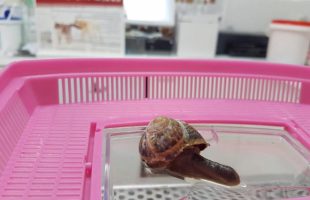Some Vets Repaired A Snail’s Shell After It Was Stepped On :)