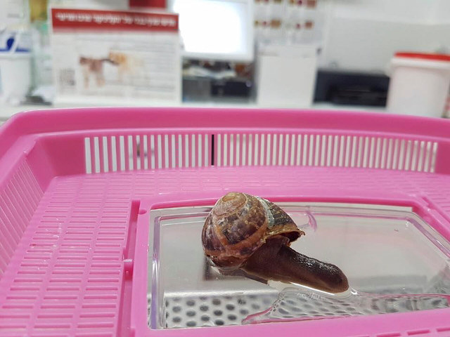 Some Vets Repaired A Snail’s Shell After It Was Stepped On :)