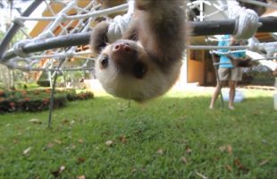 You’ve GOT To See This Video Of Baby Sloths Talking