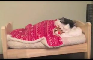 Watch A Cat Tuck Herself Into Her Miniature People Bed