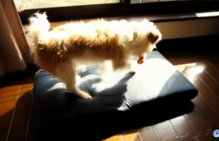 A Funny Compilation Of Dogs Trying To Hide Their Bones