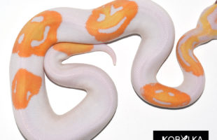 It Took A Breeder 8 Years To Make This Emoji Snake Happen