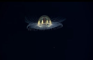This Footage Of A Glowing Jellyfish Will Blow Your Mind