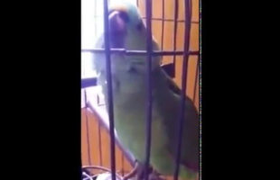 Watch This Parrot Do A Spot On Impression Of A Baby Crying