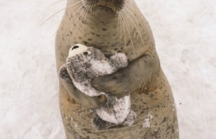 This Seal Hugging His Seal Stuffed Animal Is So Sweet