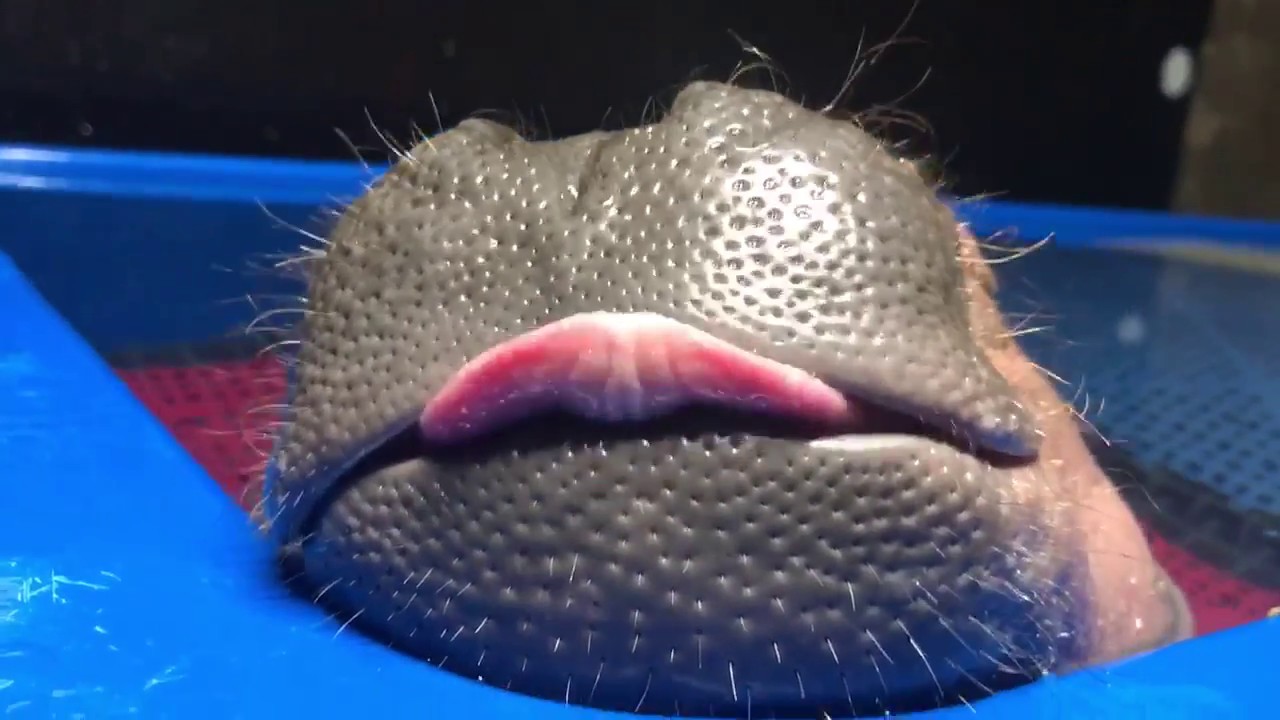 Dawwww! Fiona The Baby Hippo Suckling In Her Sleep