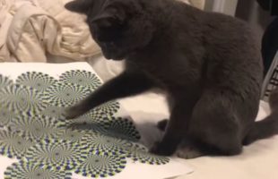 Watch This Cat Wig Out Over A “Moving” Optical Illusion