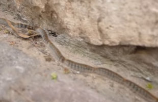 The Longest Caterpillar Line Ever & More Incredible Links