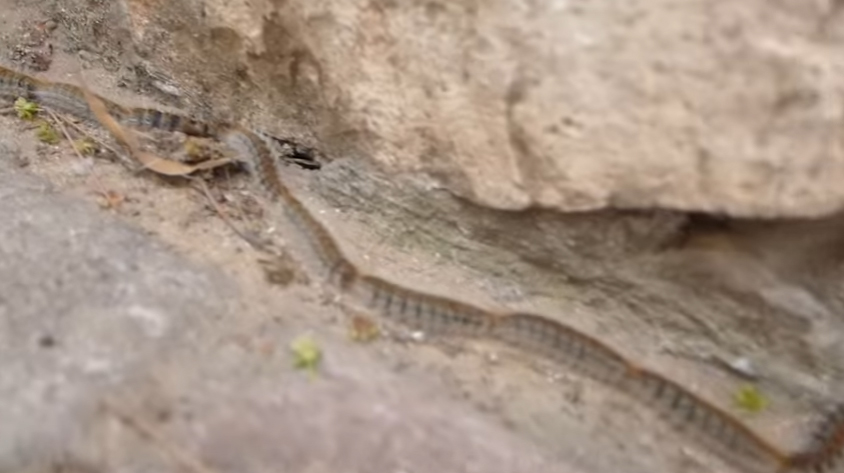 The Longest Caterpillar Line Ever & More Incredible Links