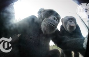 A Mischievous Chimp Takes Selfies With A Stolen Camera