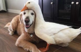 These Dog And Duck Best Friends Will Make You Smile