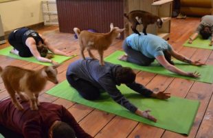 Goat Yoga Is The Best Kind Of Yoga There Ever Was