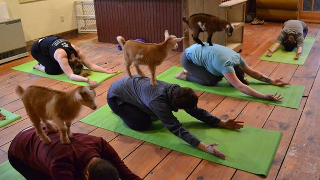 Goat Yoga Is The Best Kind Of Yoga There Ever Was