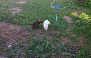 An Adorable Video Of A Kitten And Bunny Playing Tag