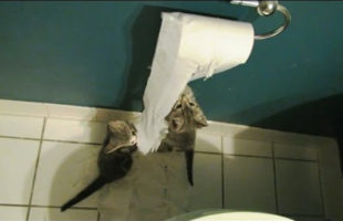 A Compilation Of Kittens And Puppies Discovering Toilet Paper