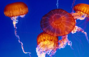 Sit Back, Relax And Watch This Live Jellyfish Cam Footage