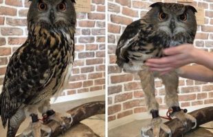 So, Uh… Owls Have Weirdly Long Legs & More Incredible Links