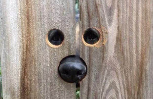 A Lady Cut Peep Holes In The Fence For The Neighbor’s Dog