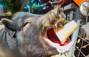 A Pig Eating An Ice Cream Cone Will Give You Life