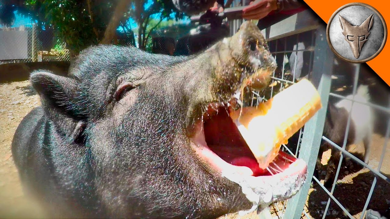 A Pig Eating An Ice Cream Cone Will Give You Life