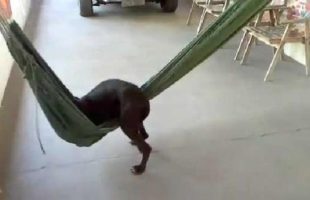 This Puppy Getting Cozy In A Hammock Is Sooo Cuuuute