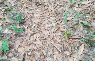 Can You Spot The Snake In This Image? & More Incredible Links