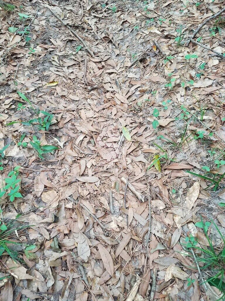 Can You Spot The Snake In This Image? & More Incredible Links