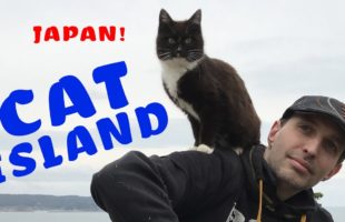 This Video Shows What It’s Like To Visit Cat Island