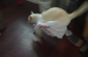 A Cat Messes With A Plastic Bag And Immediately Regrets It