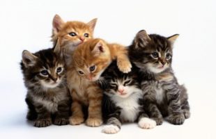 Now’s The Time To Get Your Tickets To This Year’s CatCon!