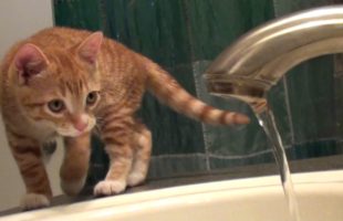 7 Signs That Cats Are Scientists