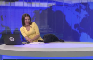 A Dog Crashes The News And Scares The Hell Out The Reporter