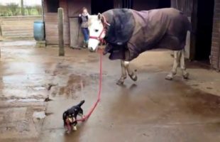 A Little Wiener Dog Leads A Horse And It’s Just Adorable